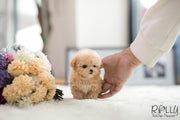 Rolly Teacup Puppies (SOLD to Mohsin) Bagel - Poodle. F.