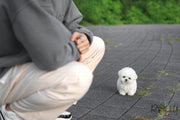 Rolly Teacup Puppies (Purchased by Latipova) Bailey - Bichon. M.