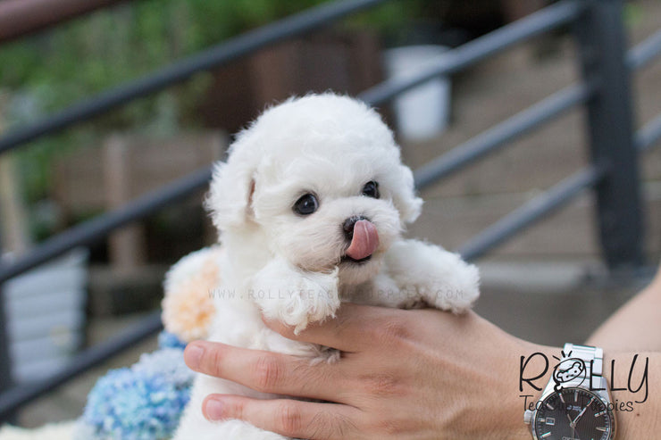 Rolly Teacup Puppies Bailey - Bichon.