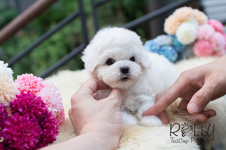 Rolly Teacup Puppies Bailey - Bichon.