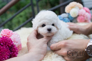 Rolly Teacup Puppies Bailey - Bichon.