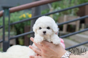 Rolly Teacup Puppies Bailey - Bichon.