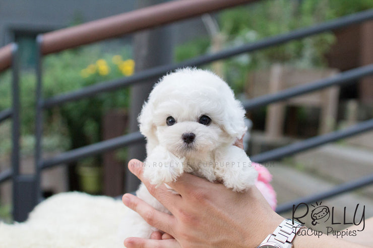Rolly Teacup Puppies Bailey - Bichon.