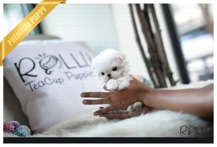 Rolly Teacup Puppies (Purchased by Fraughton) Bailey - Maltese. M.