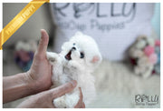 Rolly Teacup Puppies (Purchased by Fraughton) Bailey - Maltese. M.