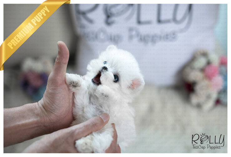Rolly Teacup Puppies (Purchased by Fraughton) Bailey - Maltese. M.