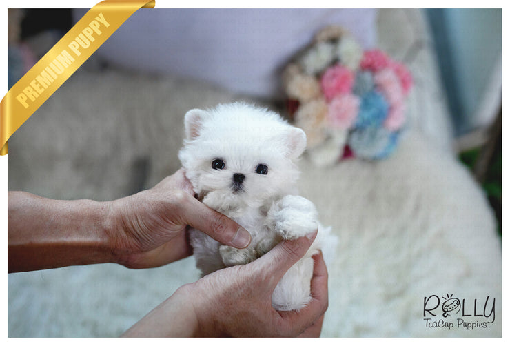 Rolly Teacup Puppies (Purchased by Fraughton) Bailey - Maltese. M.