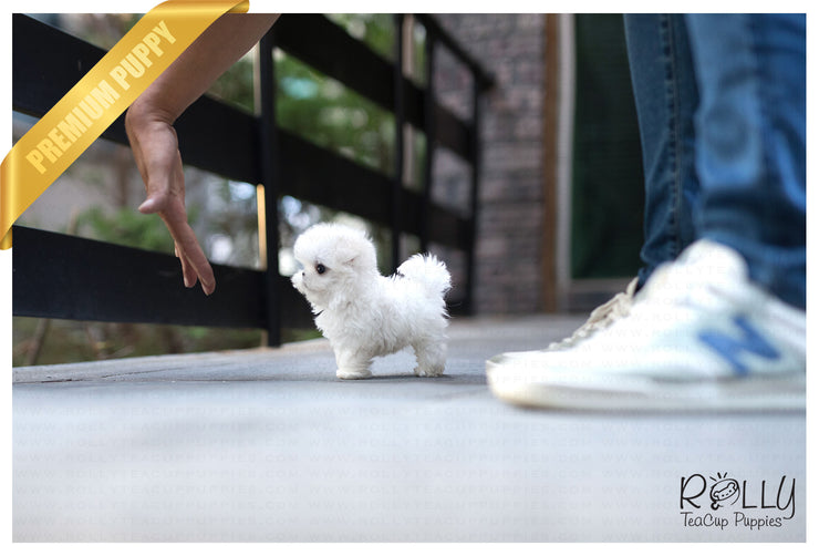 Rolly Teacup Puppies (Purchased by Fraughton) Bailey - Maltese. M.