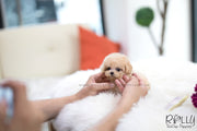 Rolly Teacup Puppies (SOLD to Wijaya) Bailey - Poodle. M.