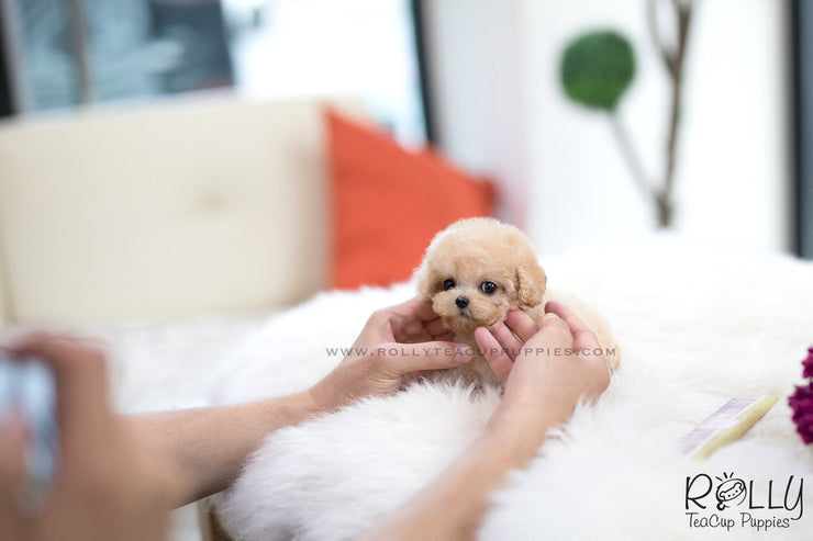 Rolly Teacup Puppies (SOLD to Wijaya) Bailey - Poodle. M.