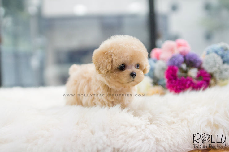 Rolly Teacup Puppies (SOLD to Wijaya) Bailey - Poodle. M.