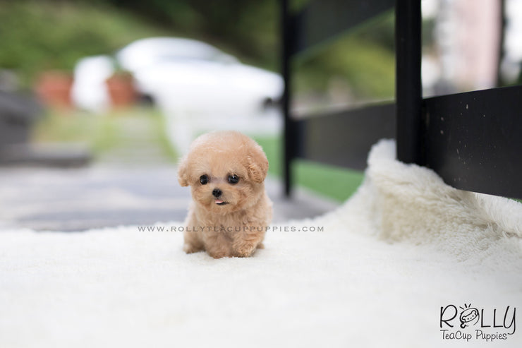 Rolly Teacup Puppies (SOLD to Wijaya) Bailey - Poodle. M.