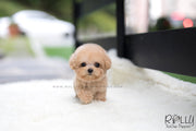 Rolly Teacup Puppies (SOLD to Wijaya) Bailey - Poodle. M.