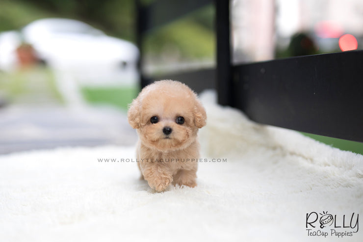 Rolly Teacup Puppies (SOLD to Wijaya) Bailey - Poodle. M.