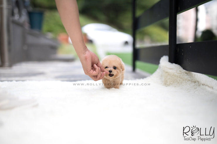 Rolly Teacup Puppies (SOLD to Wijaya) Bailey - Poodle. M.