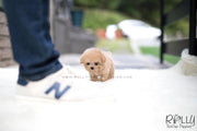 Rolly Teacup Puppies (SOLD to Wijaya) Bailey - Poodle. M.