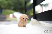 Rolly Teacup Puppies (SOLD to Wijaya) Bailey - Poodle. M.
