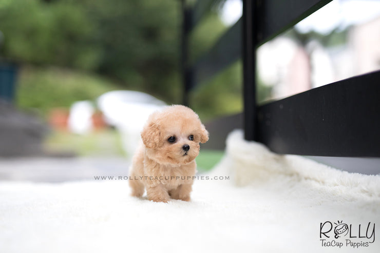 Rolly Teacup Puppies (SOLD to Wijaya) Bailey - Poodle. M.