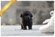 Rolly Teacup Puppies (SOLD to Gazda) Bailey - Poodle. M.