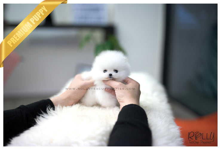 Rolly Teacup Puppies (SOLD to Eddine) Barbie - Pomeranian. F.