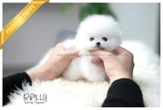 Rolly Teacup Puppies (SOLD to Eddine) Barbie - Pomeranian. F.