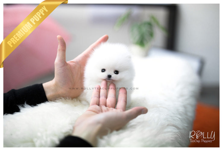 Rolly Teacup Puppies (SOLD to Eddine) Barbie - Pomeranian. F.