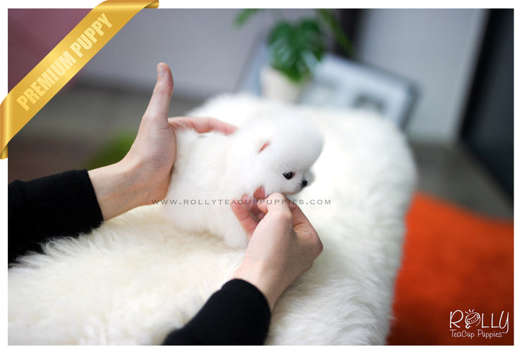 Rolly Teacup Puppies (SOLD to Eddine) Barbie - Pomeranian. F.