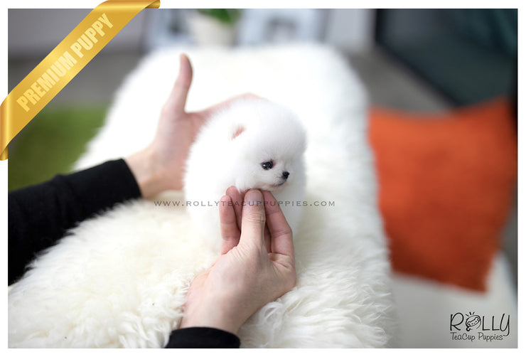 Rolly Teacup Puppies (SOLD to Eddine) Barbie - Pomeranian. F.