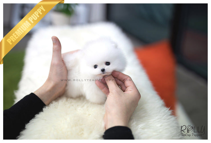 Rolly Teacup Puppies (SOLD to Eddine) Barbie - Pomeranian. F.
