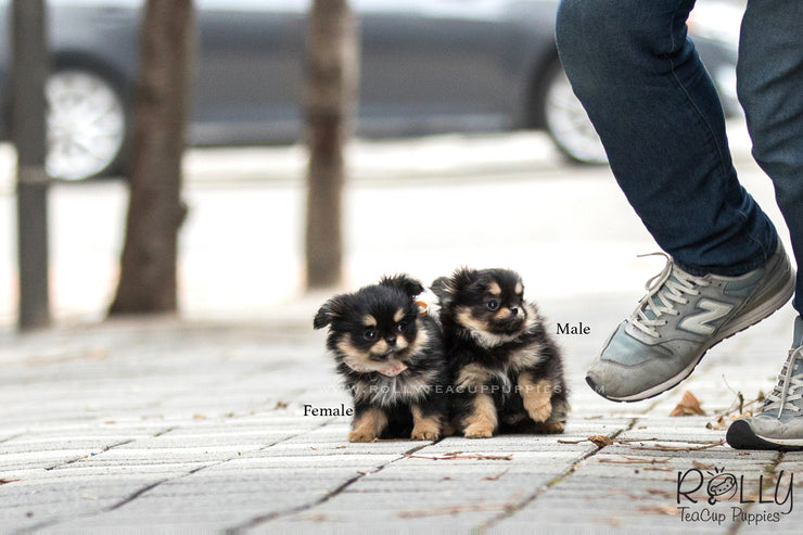 Rolly Teacup Puppies (SOLD to Doug) Lisa - Pomchi. F.