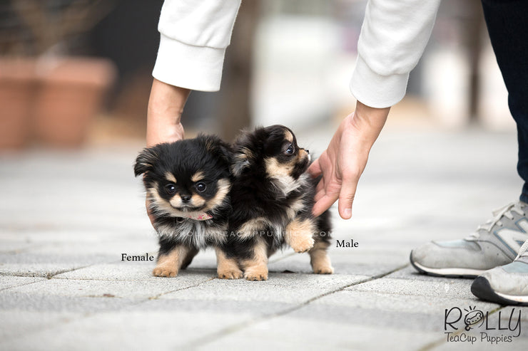 Rolly Teacup Puppies (SOLD to Doug) Lisa - Pomchi. F.