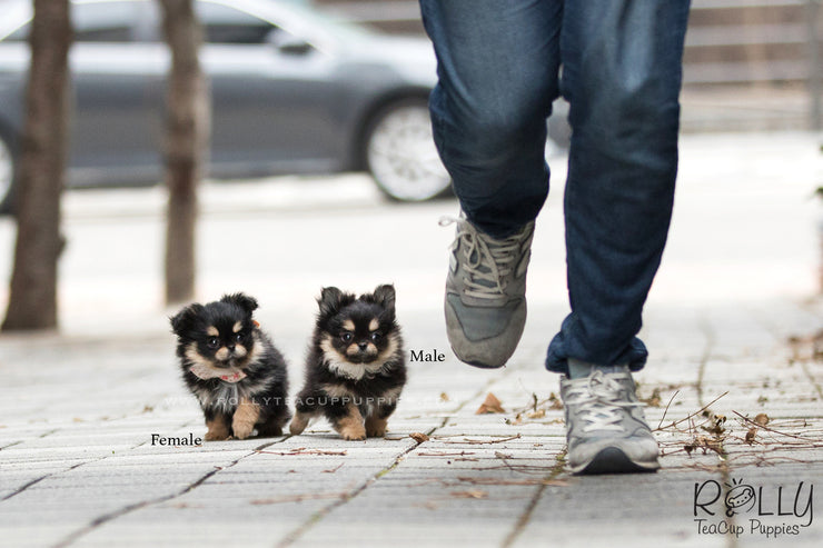 Rolly Teacup Puppies (SOLD to Doug) Lisa - Pomchi. F.