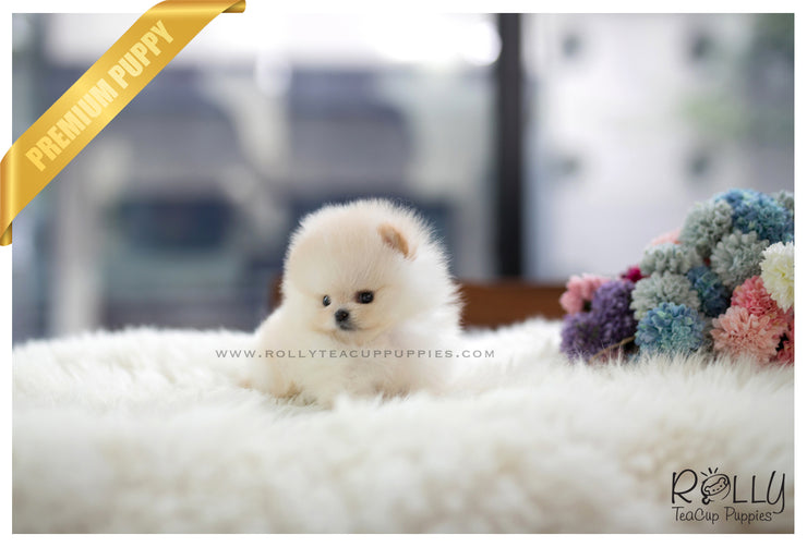 Rolly Teacup Puppies (SOLD to Tam) Basil - Pomeranian. M.