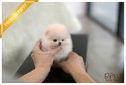 Rolly Teacup Puppies (SOLD to Tam) Basil - Pomeranian. M.