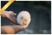 Rolly Teacup Puppies (SOLD to Tam) Basil - Pomeranian. M.