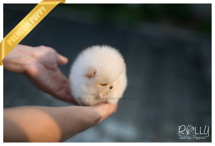 Rolly Teacup Puppies (SOLD to Tam) Basil - Pomeranian. M.