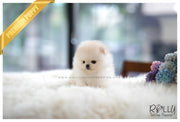Rolly Teacup Puppies (SOLD to Tam) Basil - Pomeranian. M.