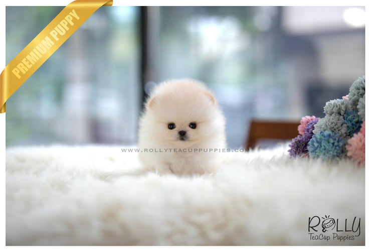 Rolly Teacup Puppies (SOLD to Tam) Basil - Pomeranian. M.