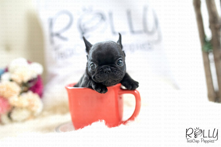 Rolly Teacup Puppies (Purchased by Arabidis) Batman - French. M.