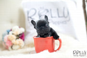 Rolly Teacup Puppies (Purchased by Arabidis) Batman - French. M.