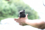 Rolly Teacup Puppies (Purchased by Arabidis) Batman - French. M.