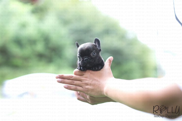 Rolly Teacup Puppies (Purchased by Arabidis) Batman - French. M.