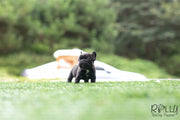 Rolly Teacup Puppies (Purchased by Arabidis) Batman - French. M.