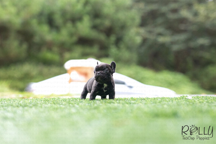 Rolly Teacup Puppies (Purchased by Arabidis) Batman - French. M.