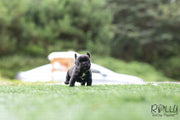 Rolly Teacup Puppies (Purchased by Arabidis) Batman - French. M.