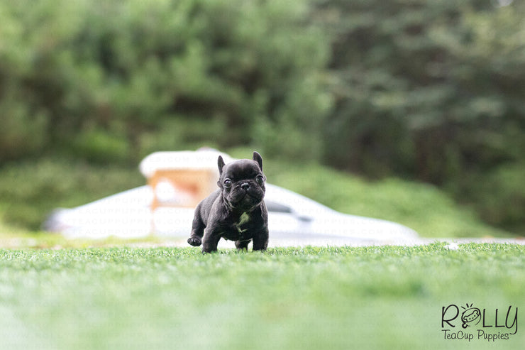 Rolly Teacup Puppies (Purchased by Arabidis) Batman - French. M.