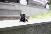 Rolly Teacup Puppies (Purchased by Arabidis) Batman - French. M.