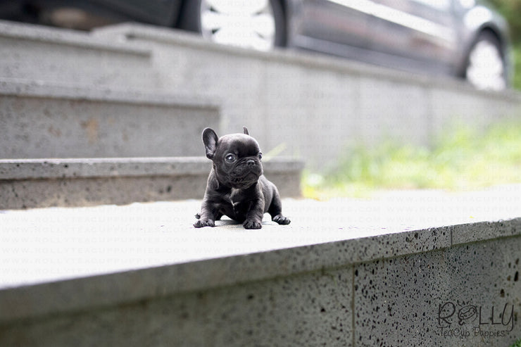 Rolly Teacup Puppies (Purchased by Arabidis) Batman - French. M.