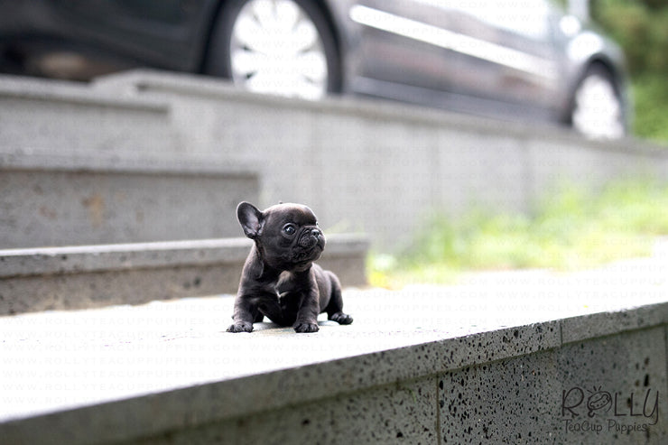 Rolly Teacup Puppies (Purchased by Arabidis) Batman - French. M.