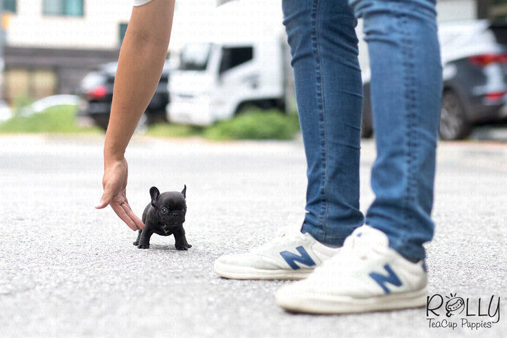 Rolly Teacup Puppies (Purchased by Arabidis) Batman - French. M.